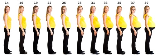 Sự thay đổi kích cỡ bụng của mẹ bầu từ tuần 14 đến 39