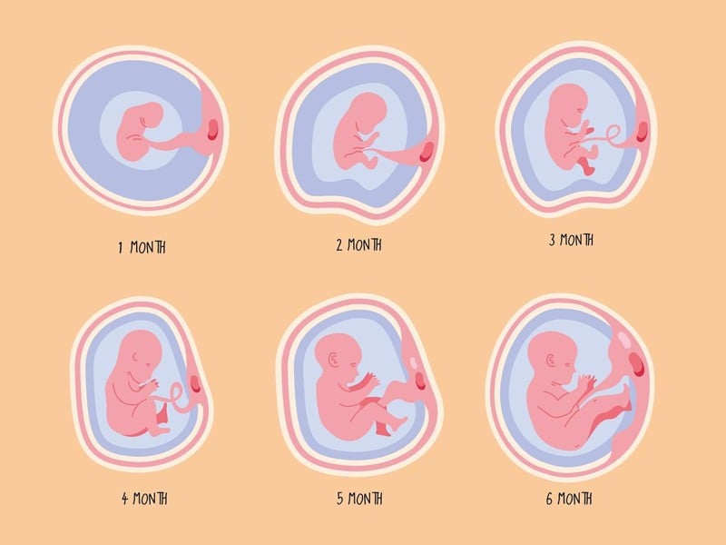Sự phát triển của thai nhi ở giai đoạn tháng 4 của thai kỳ