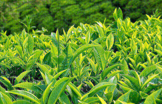 Sử dụng lá trà xanh để điều trị khí hư màu trắng đục