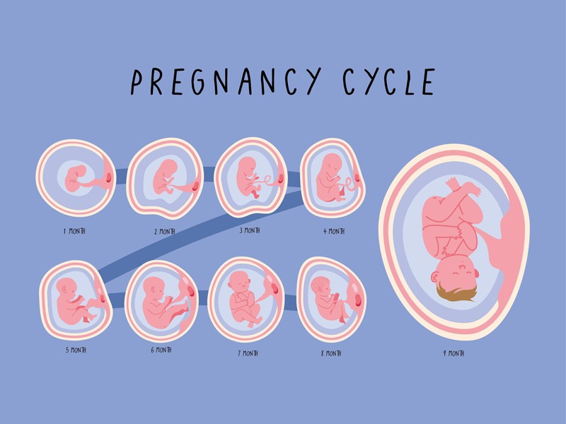 Quá trình phát triển của phôi thai