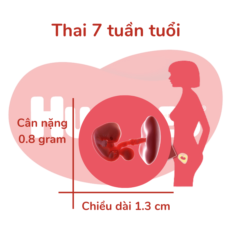 Thai nhi 7 tuần tuổi phát triển như thế nào?