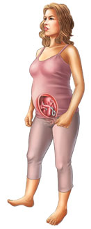 Thông tin về thai nhi tuần 20