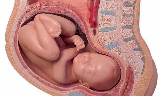 sự phát triển của thai nhi 36 tuần tuổi