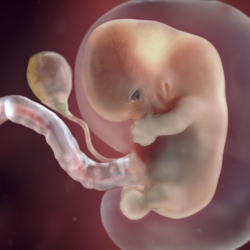Sự phát triển của thai 8 tuần
