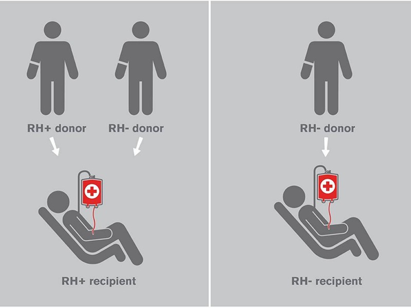 Người Rh(+) lẫn người Rh(-) đều không có kháng thể D trong huyết tương