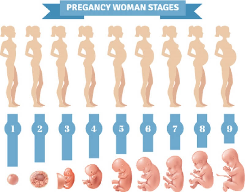 Quá trình phát triển của thai nhi và mẹ qua từng giai đoạn