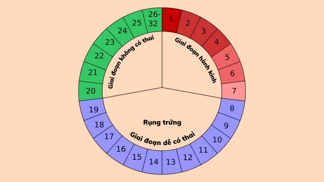 Cách tính sinh con gái theo ngày rụng trứng
