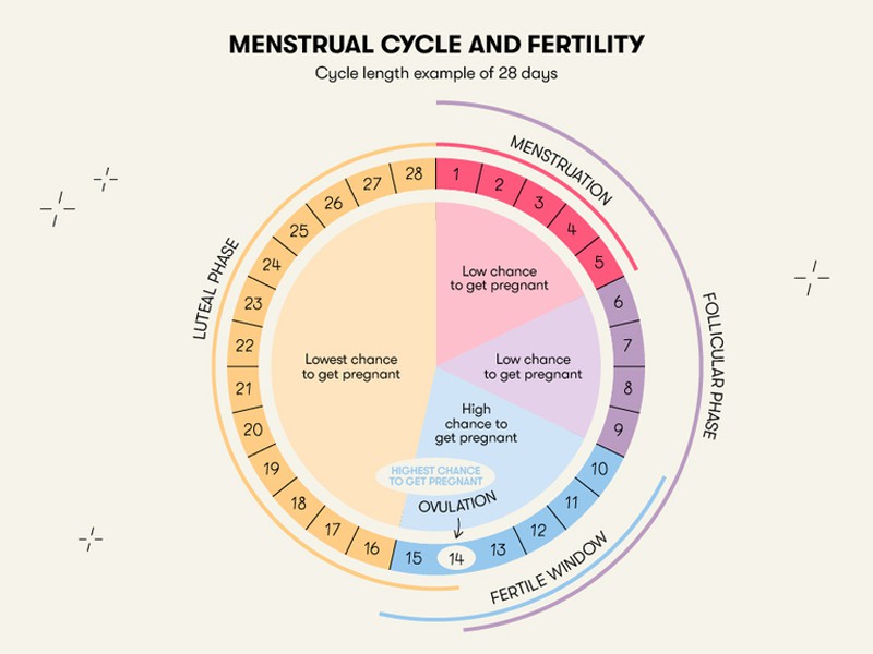 Quan hệ ngày rụng trứng có thai không?