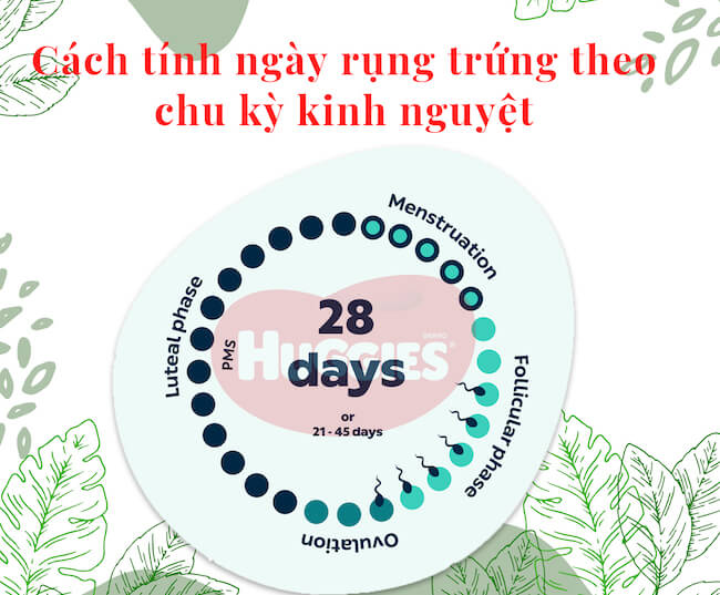 Cách tính ngày rụng trứng theo chu kỳ kinh nguyệt là đếm ngược 14 ngày