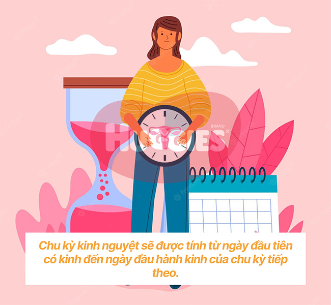 Quá trình rụng trứng là gì? Chu kỳ kinh nguyệt được tính như thế nào?