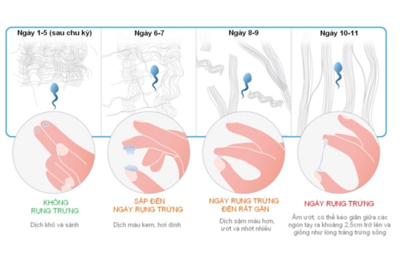 Dựa vào dịch nhầy cổ tử cung để xác định ngày rụng trứng