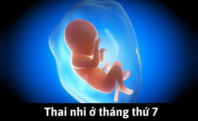 Hình ảnh thai nhi tháng thứ 7