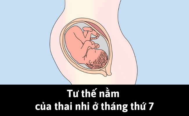 Tư thế nằm của thai nhi ở tháng thứ 7