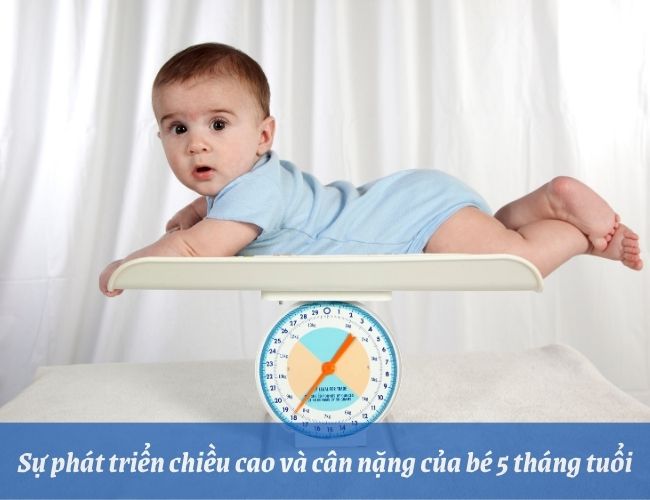 Sự phát triển chiều cao và cân nặng của trẻ 5 tháng tuổi