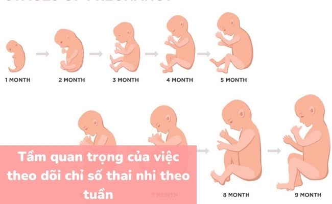 Tầm quan trọng của theo dõi chỉ số thai nhi là gì