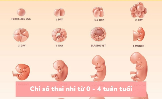 Chỉ số thai nhi theo tuần từ 0 - 4 tuần tuổi