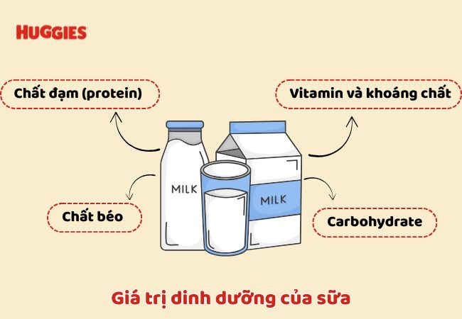 Sữa là thực phẩm giàu dinh dưỡng