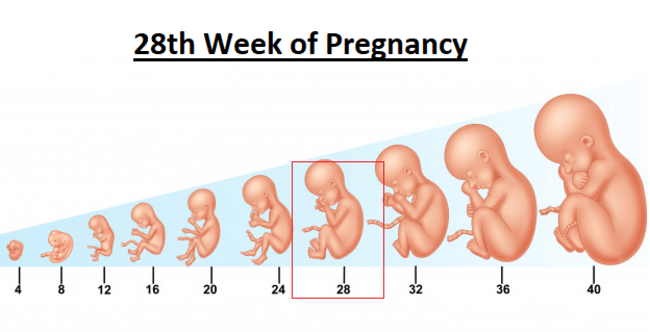 Thai nhi 28 tuần tuổi