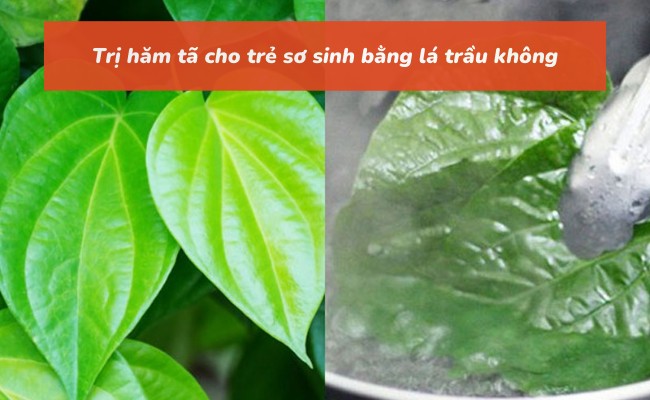 Trị hăm cho trẻ sơ sinh bằng lá trầu không