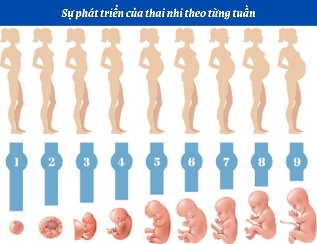 Quá trình phát triển của thai nhi và mẹ qua từng giai đoạn