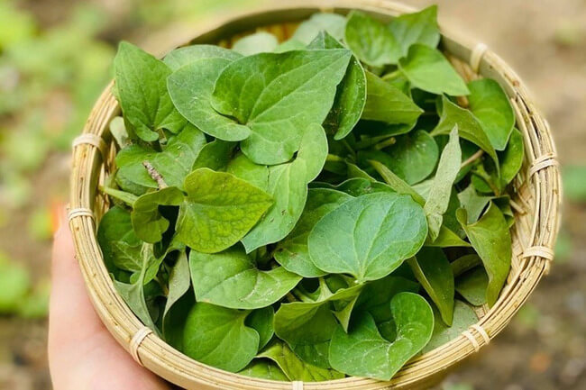 Mẹo chữa viêm tai giữa cho bé bằng rau diếp cá