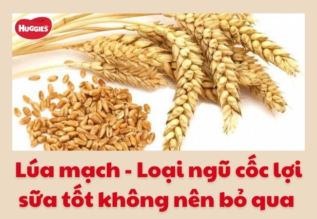 Lúa mạch - Ngũ cốc lợi sữa mà các mẹ không nên bỏ qua