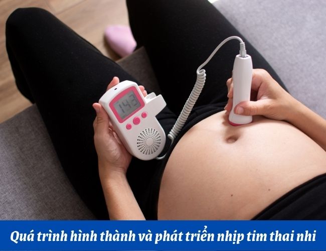 Nhịp tim thai nhi hình thành và phát triển như thế nào