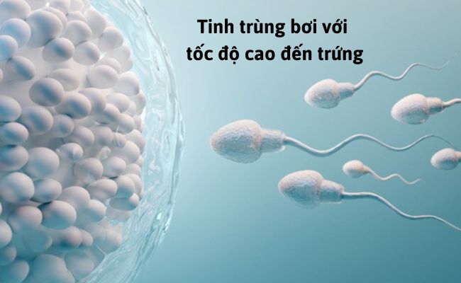 Tinh trùng cần bơi với tốc độ nhanh nhất bởi trứng sẽ chết sau khi rụng khỏi buồng trứng tối đa 24h