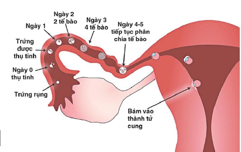 Giai đoạn 2: Quá trình thụ thai diễn ra