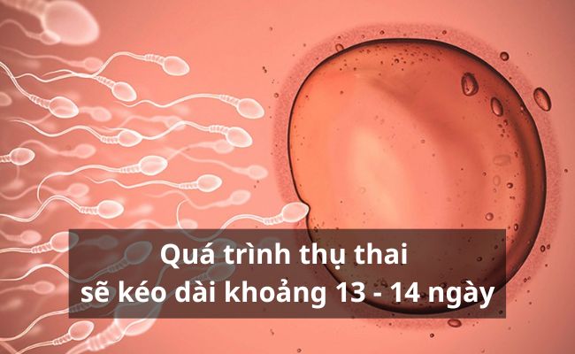 Quá trình thụ thai sẽ kéo dài khoảng 13 - 14 ngày