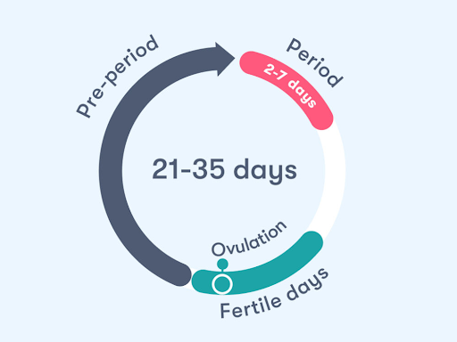 Quan hệ vào ngày rụng trứng gia tăng khả năng thụ thai hiệu quả nhất trong suốt chu kỳ