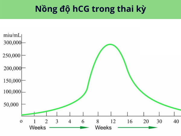 Nồng độ hCG cao nhất khi mẹ bầu tuần 8-16