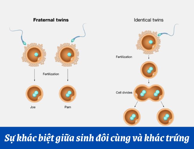 Sinh đôi không giống nhau hay còn gọi là sinh đôi khác trứng