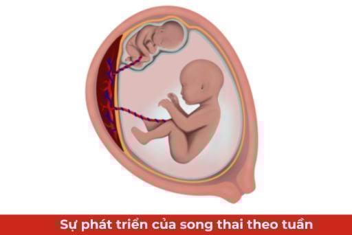 Sự phát triển của song thai theo từng tuần