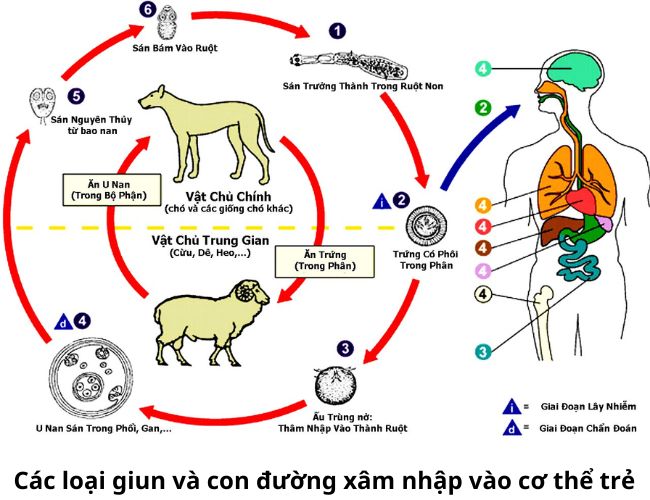 Các loại giun và con đường xâm nhập vào cơ thể trẻ