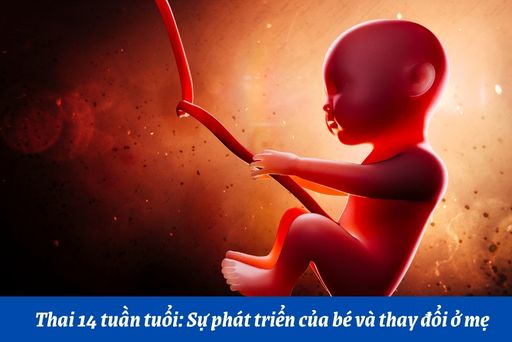 Những thay đổi của thai nhi tuần thứ 14