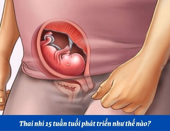 Các dấu hiệu thai nhi 15 tuần tuổi khỏe mạnh