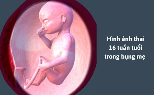 Hình ảnh thai 16 tuần trong bụng mẹ