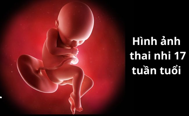 Hình ảnh thai nhi 17 tuần tuổi