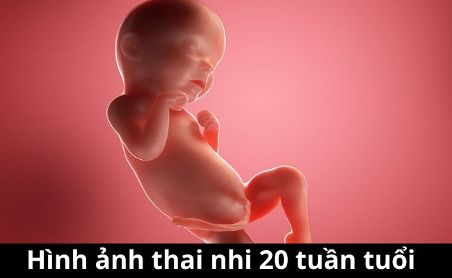 Hình ảnh thai nhi 20 tuần tuổi