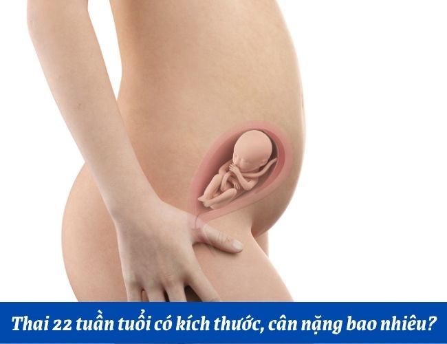 Thai nhi 22 tuần tương tự với size của trái khoáy quả bí đỏ cỡ nhỏ
