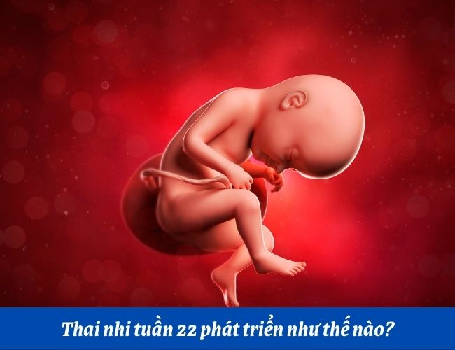 Thai nhi tuần 22 phát triển như thế nào? Dấu hiệu thai 22 tuần khỏe mạnh