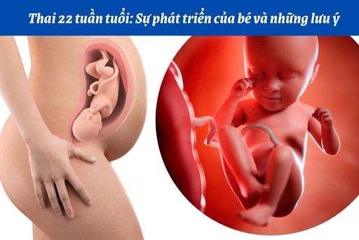 sự phát triển của thai nhi tuần thứ 22