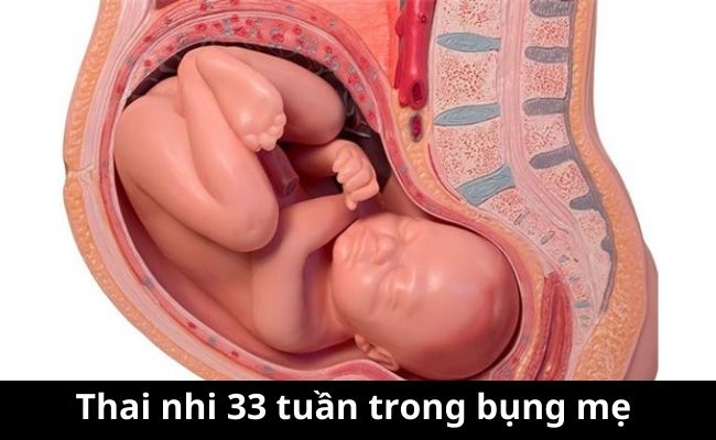 Hình ảnh thai 33 tuần trong bụng mẹ