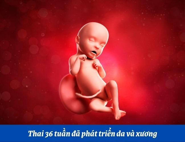 Em bé ở tuần thai 36 đã phát triển da và xương