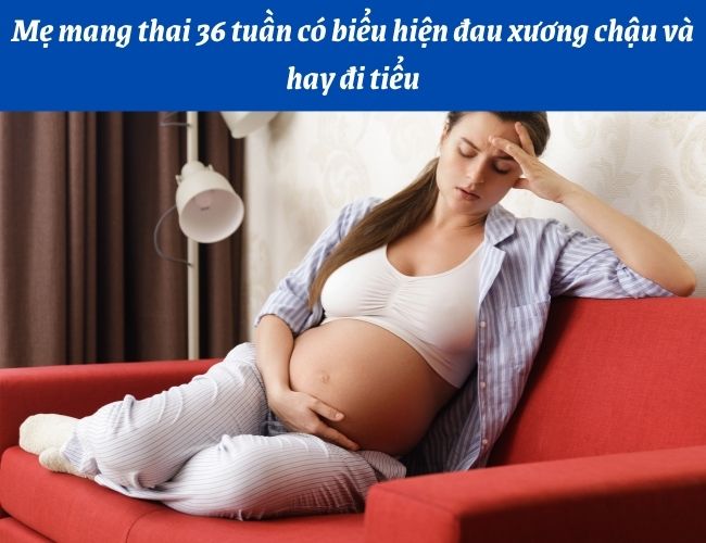 Mẹ mang thai tuần thứ 36 hay đau xương chậu và đi tiểu nhiều hơn