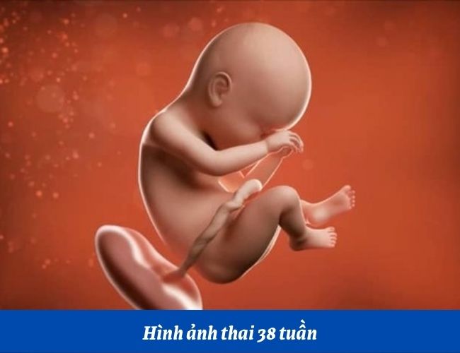 Hình ảnh siêu âm thai 38 tuần