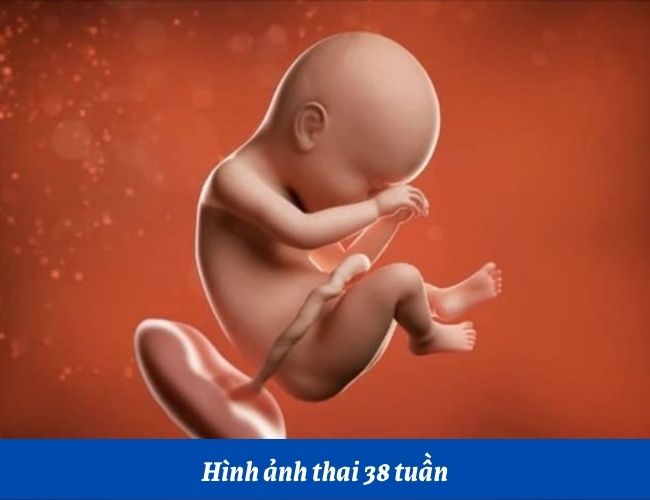 Hình ảnh thai nhi 38 tuần