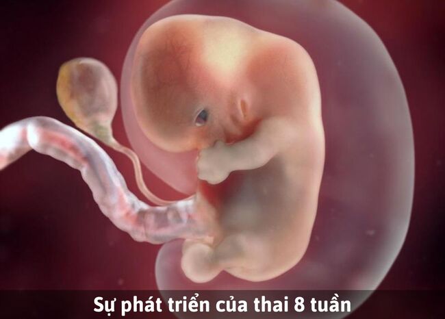 Sự phát triển của thai 8 tuần