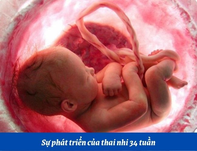 Thai nhi 34 tuần tuổi phát triển trong bụng mẹ